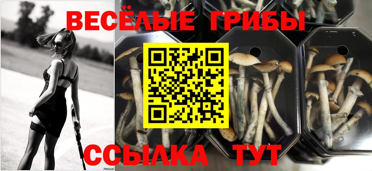 Псилоцибиновые грибы Psilocybine cubensis Топки